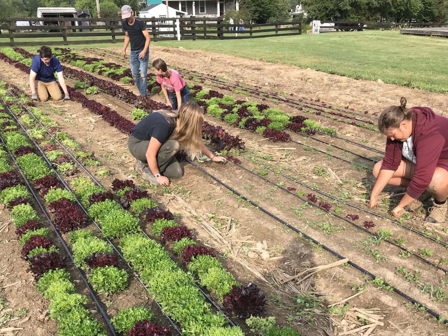 students working on planting in a field of lettuce