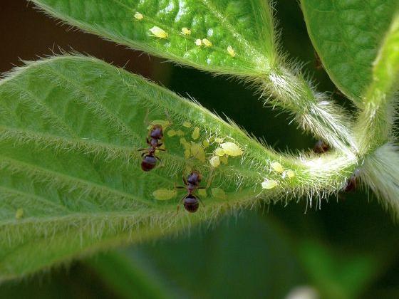 Ants tending to soybean aphids that are feeding on a soybean plant