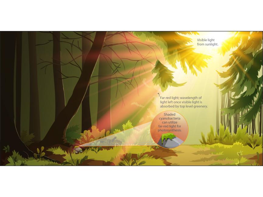 Artist depiction of far-red light filtering through forest canopy to be used by cyanobacteria.