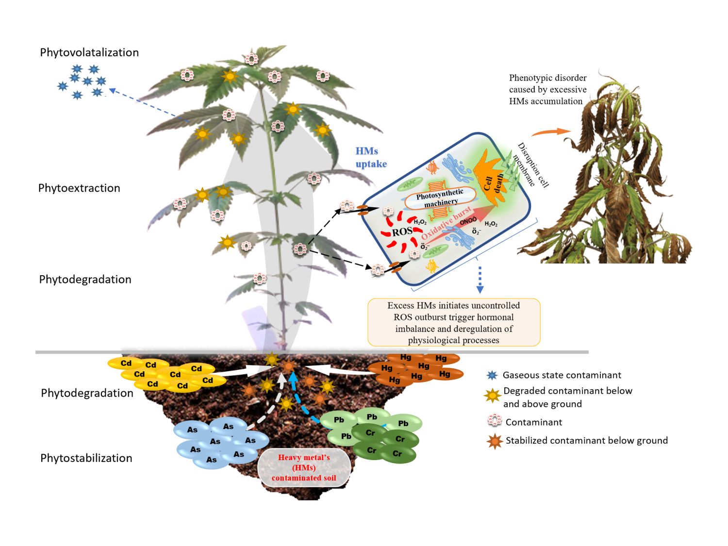 Image showing how heavy metals are taken up by cannabis plants