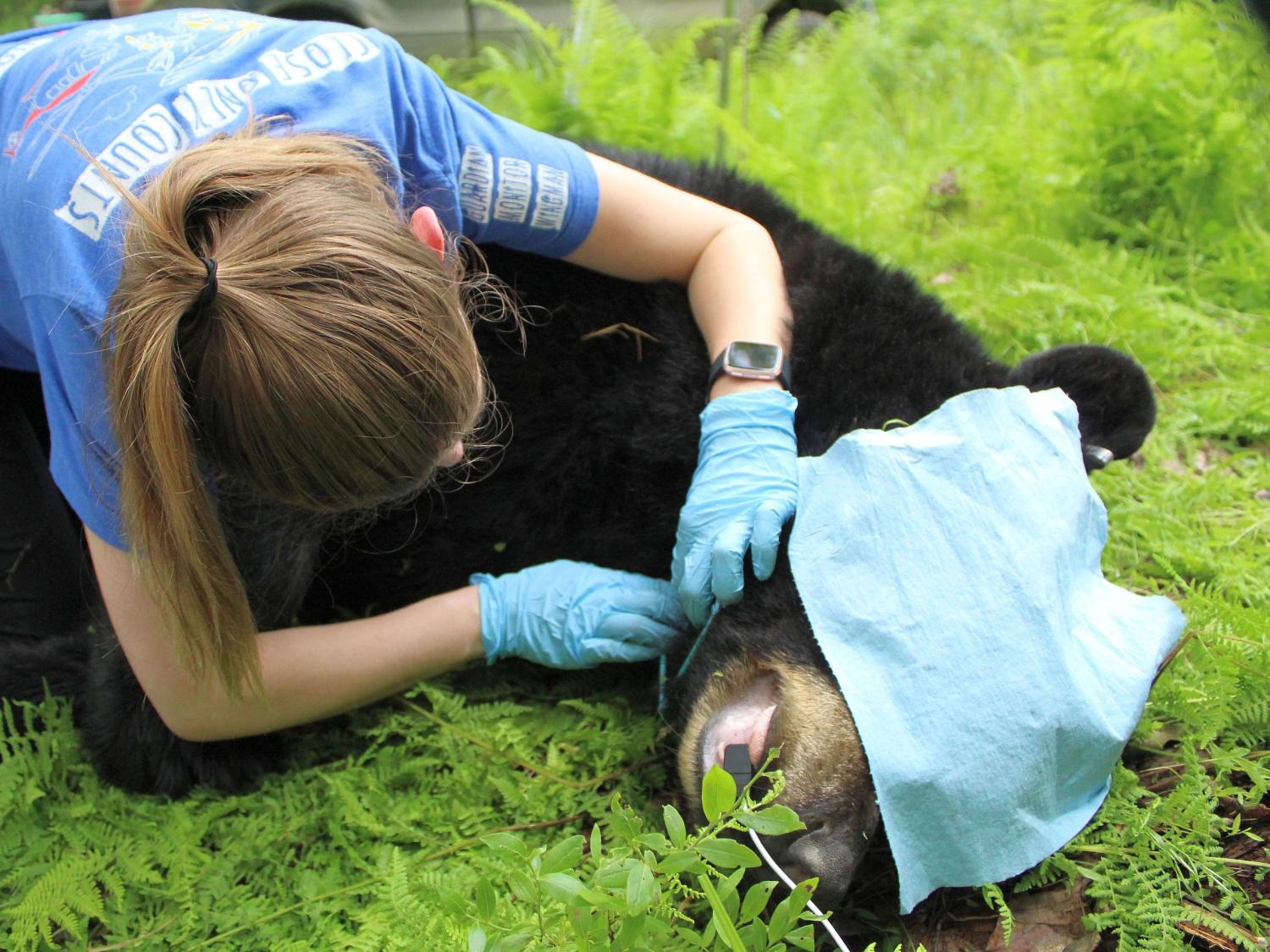 Hannah Tiffin checks a black bear for ticks