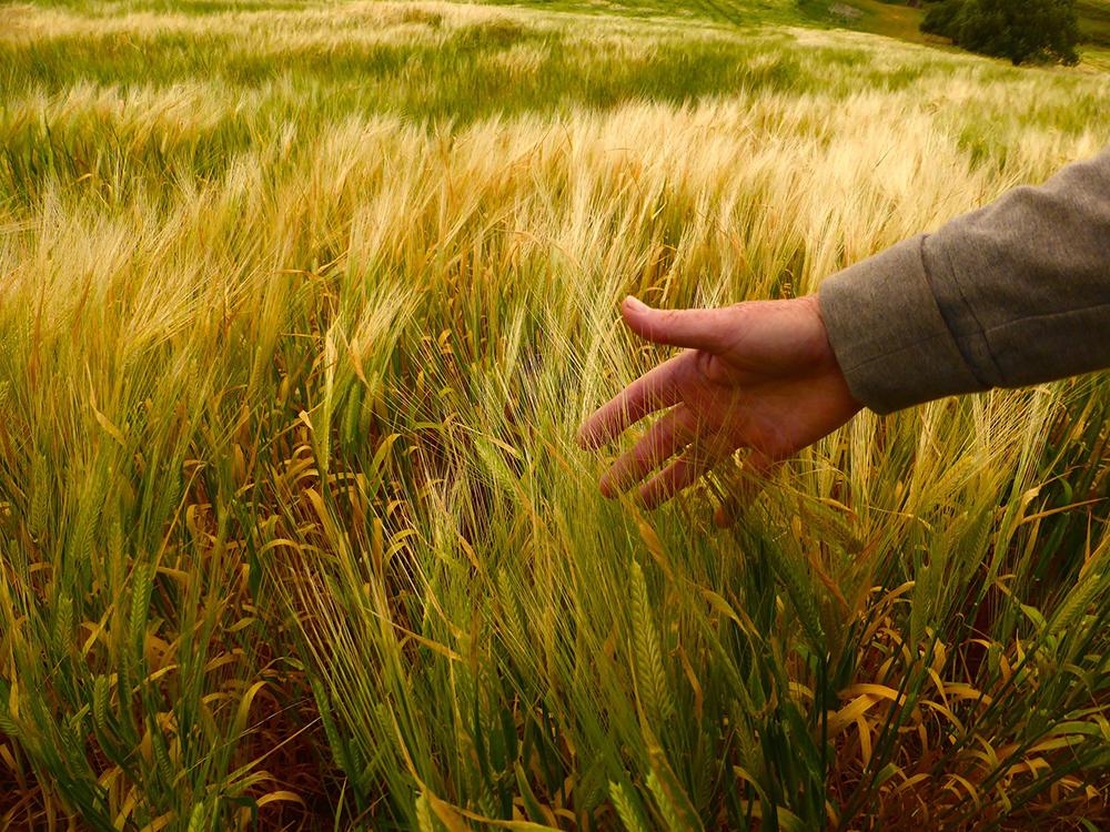 Hand in wheat field