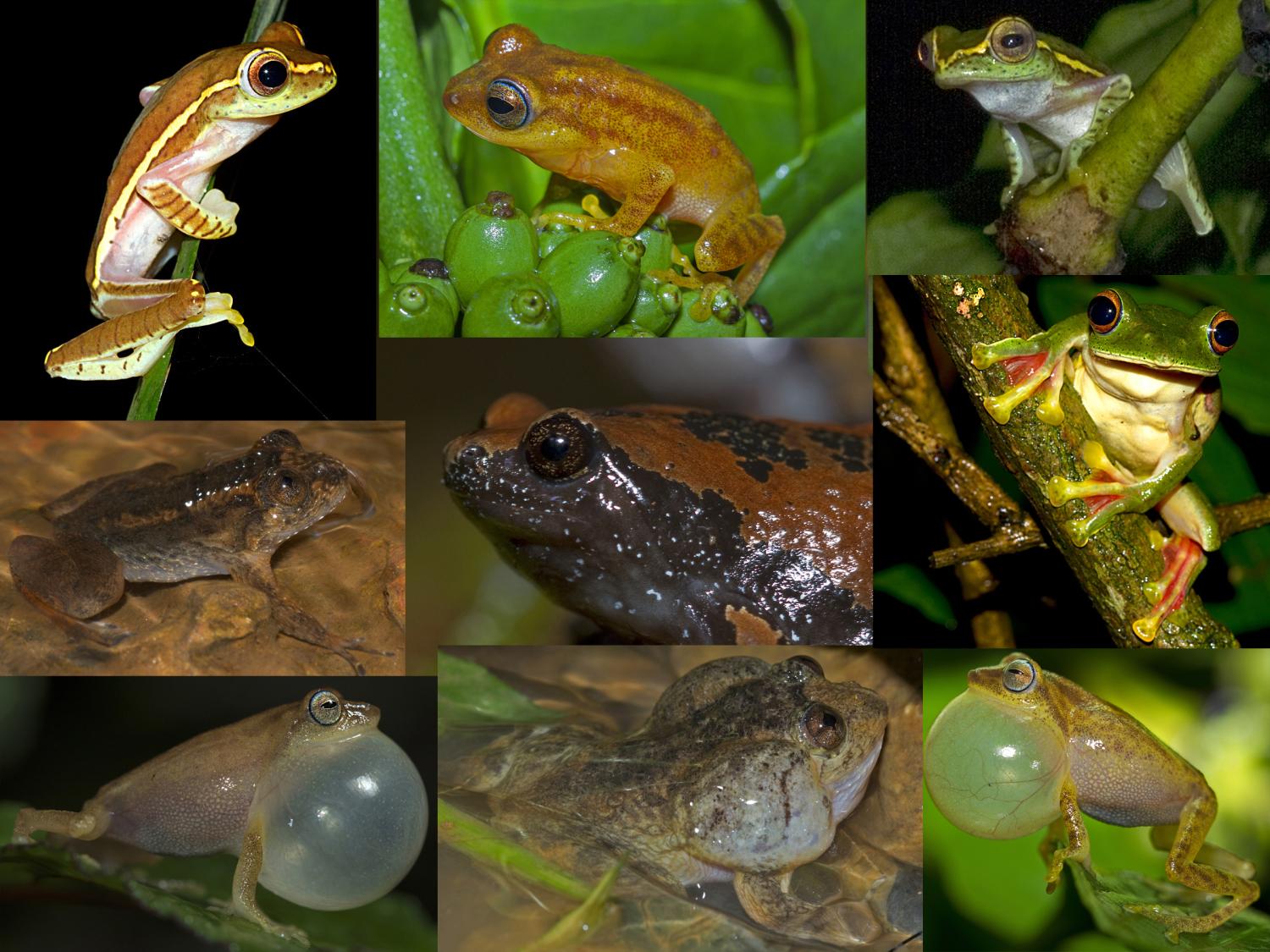 Western Ghats amphibians