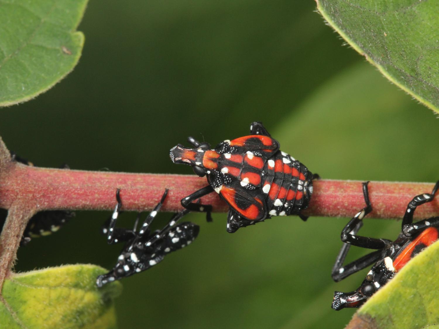 Spotted lanternfly nymphs
