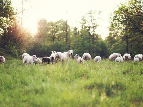 livestock in field