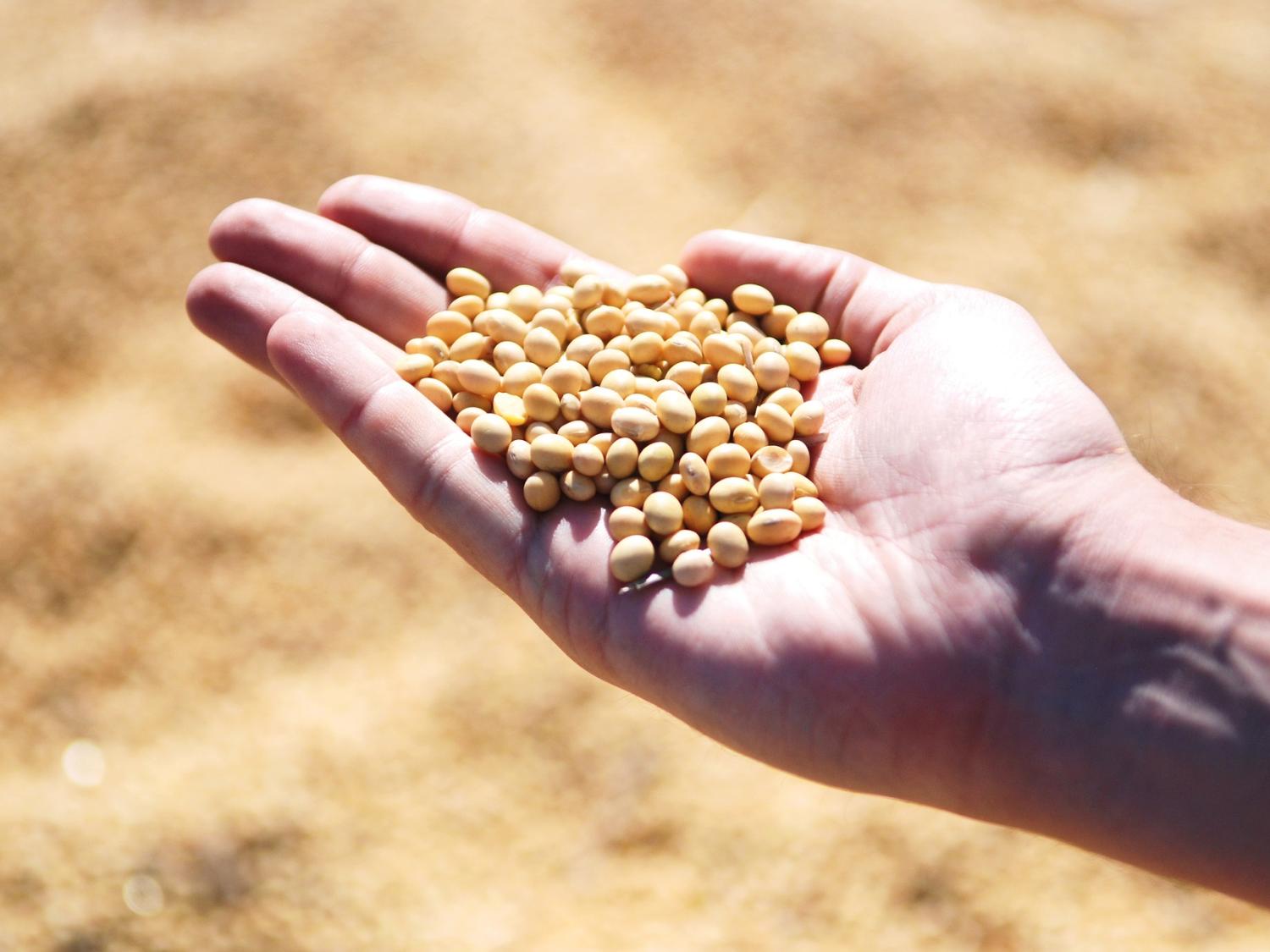 soybean research