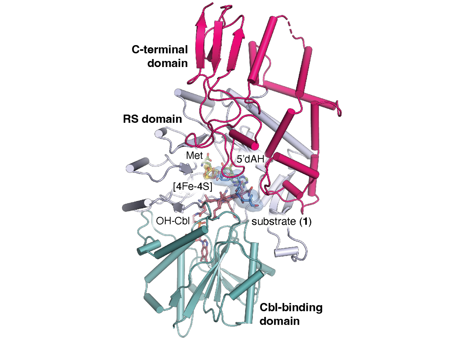 molecular structure of enzyme TokK