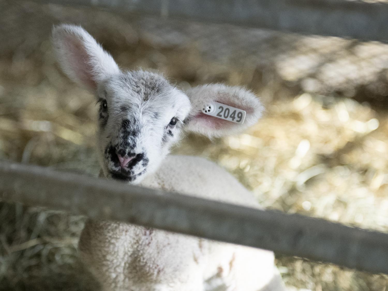 two day old lamb at Penn State