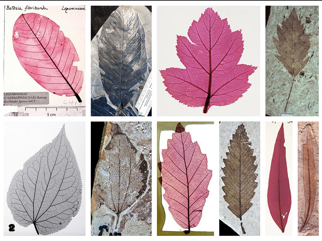 Images of modern and fossil leaves 