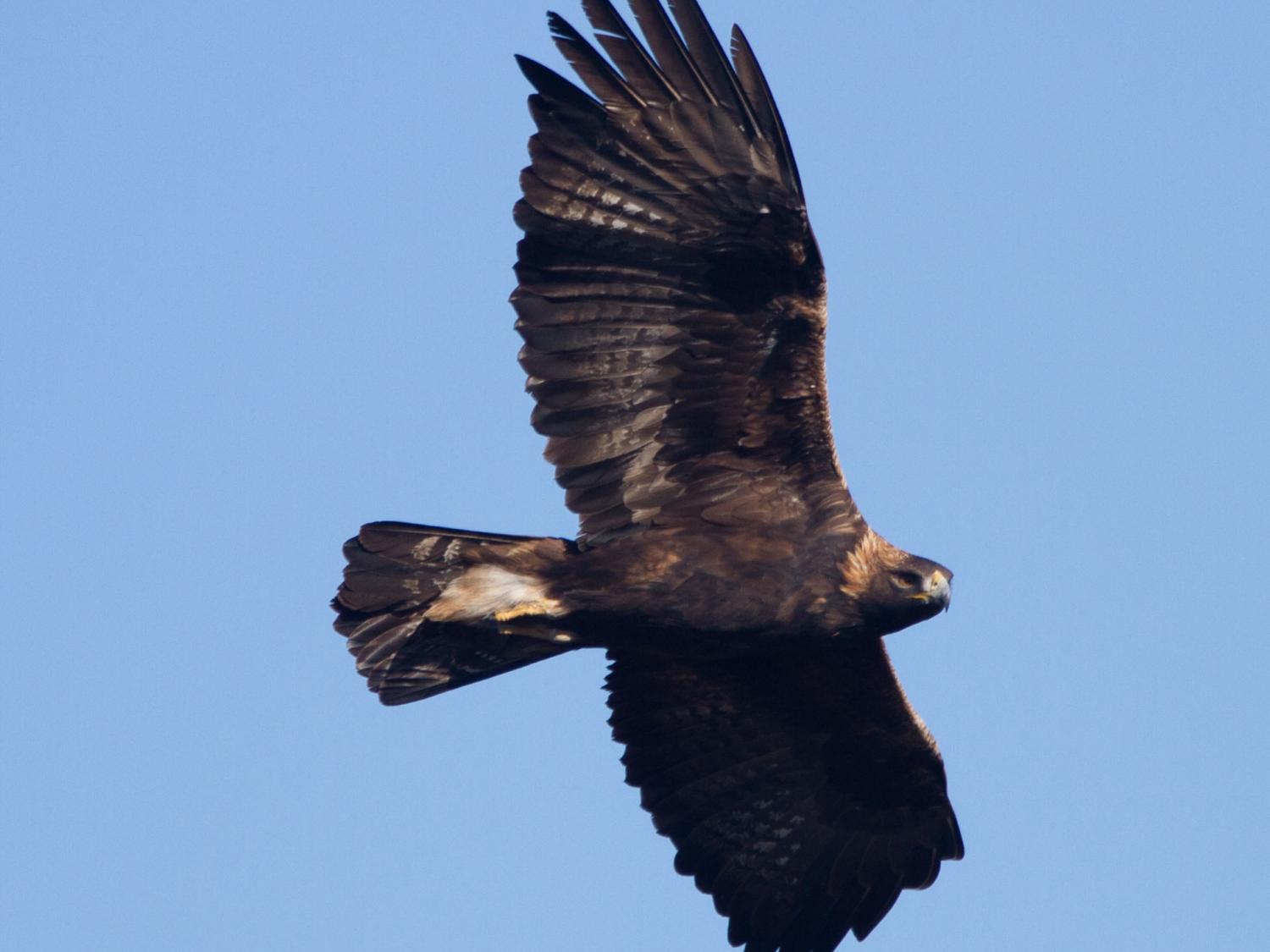 Golden eagle flying