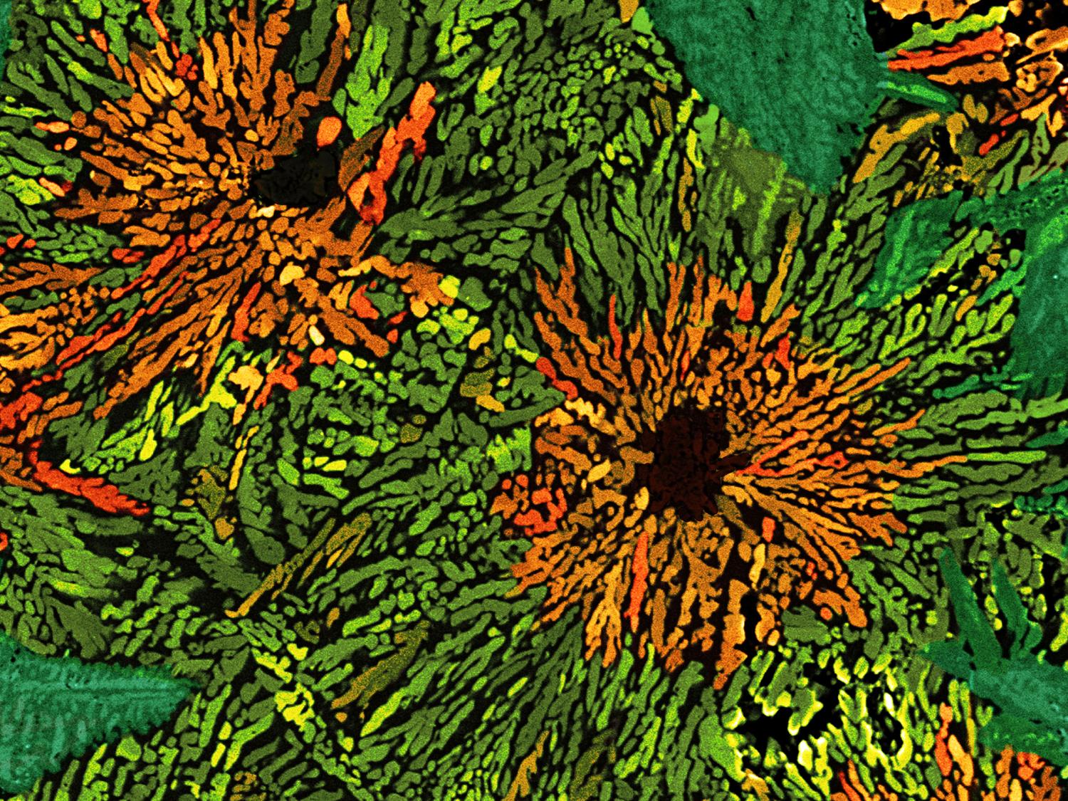 If Plants Grew like Lithium Niobate Crystals, then I’d Plant a Garden of Sunflowers," winner of 2022 MVC Best in Show