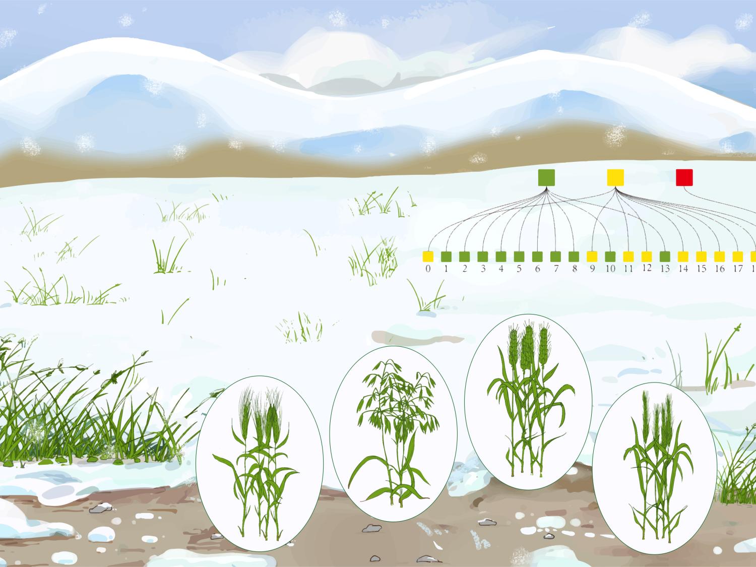 Artist's depiction of cold adapted grasses, showing representation of gene-duplications