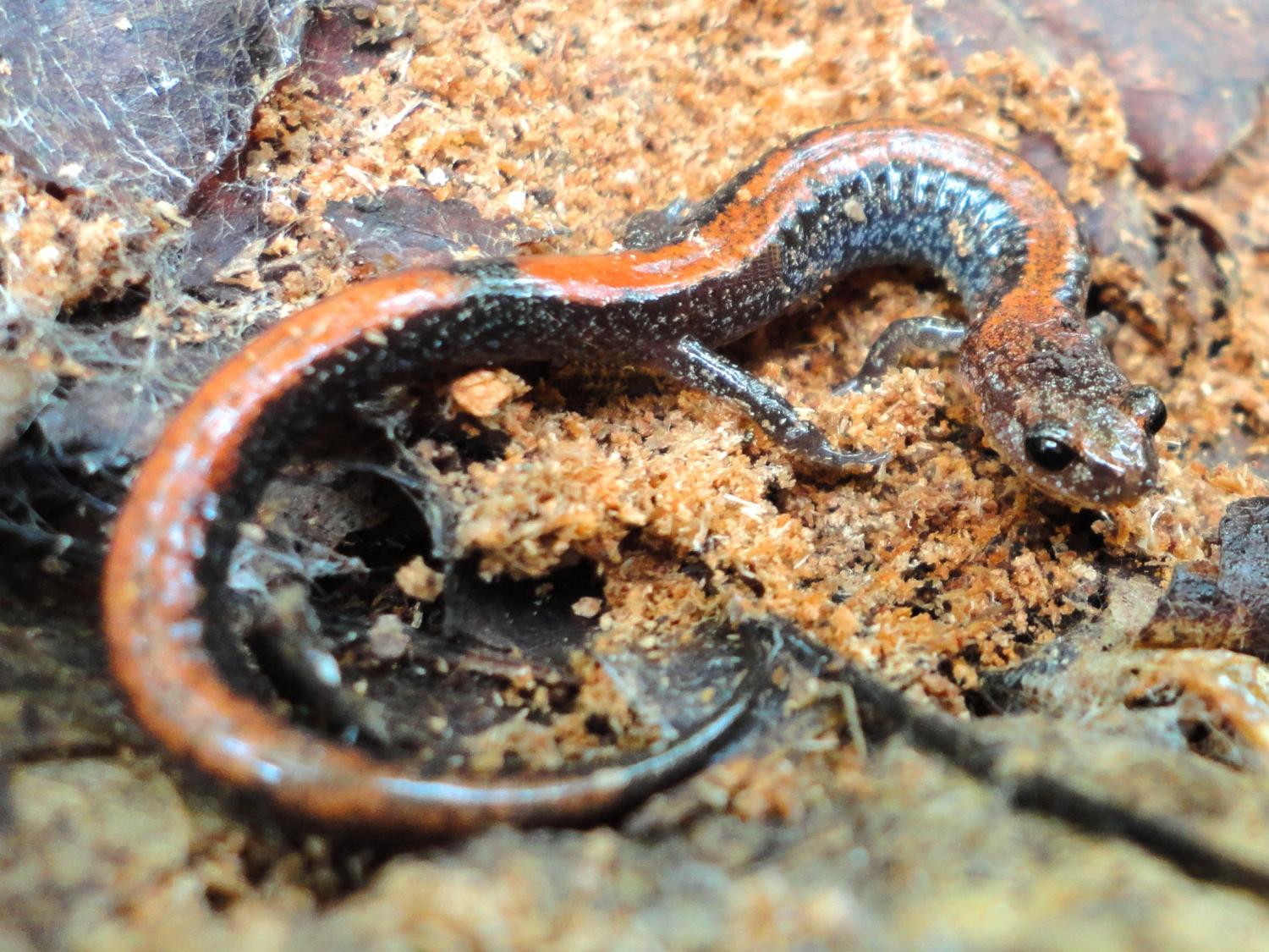 sandy amphibian