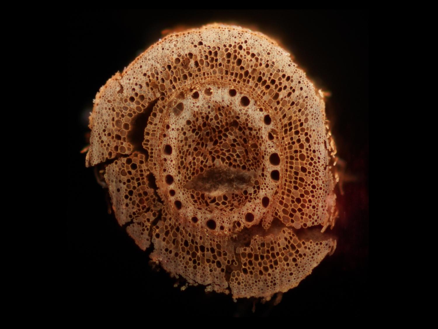 ancient cross section