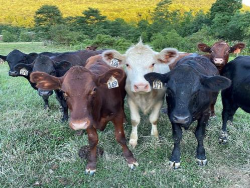 livestock
