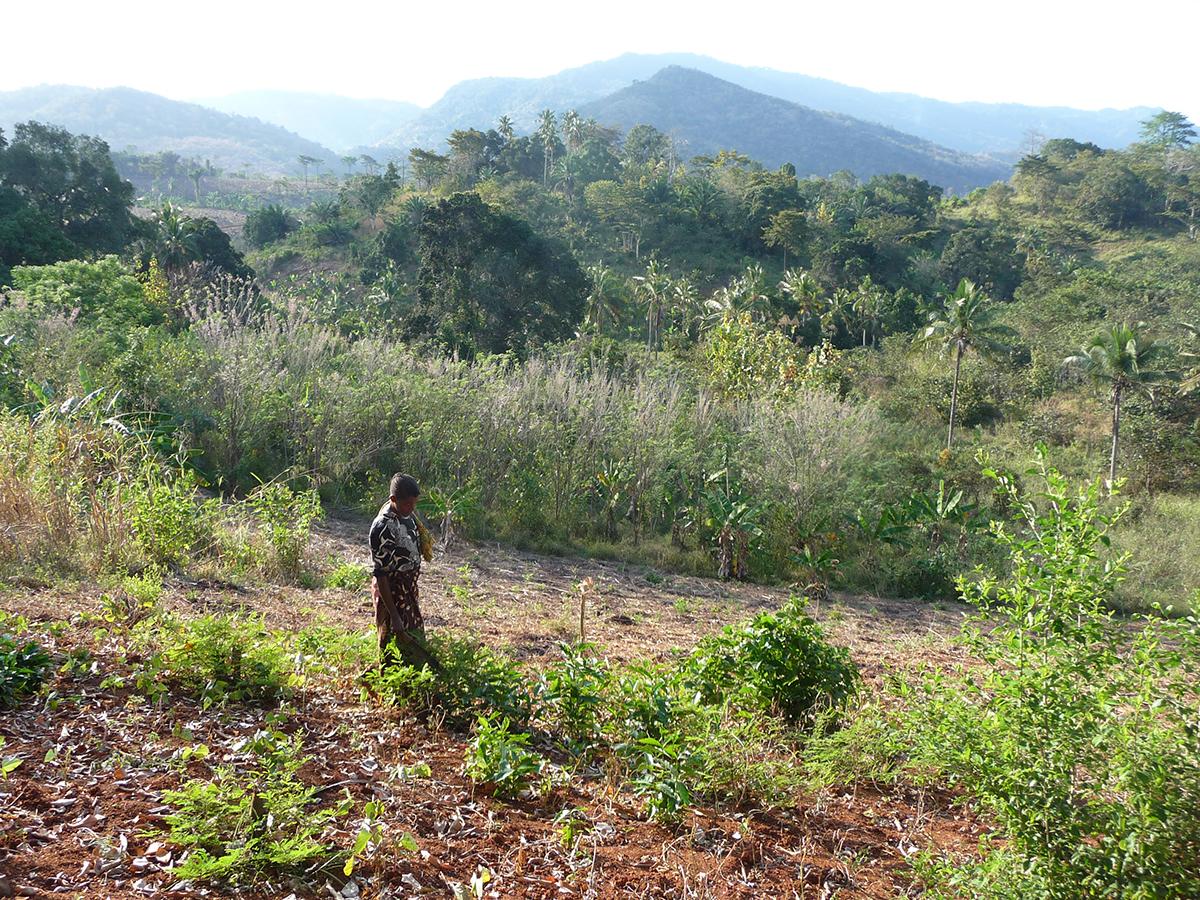 A woman with a machete collects crops, with mountains and forests in the background