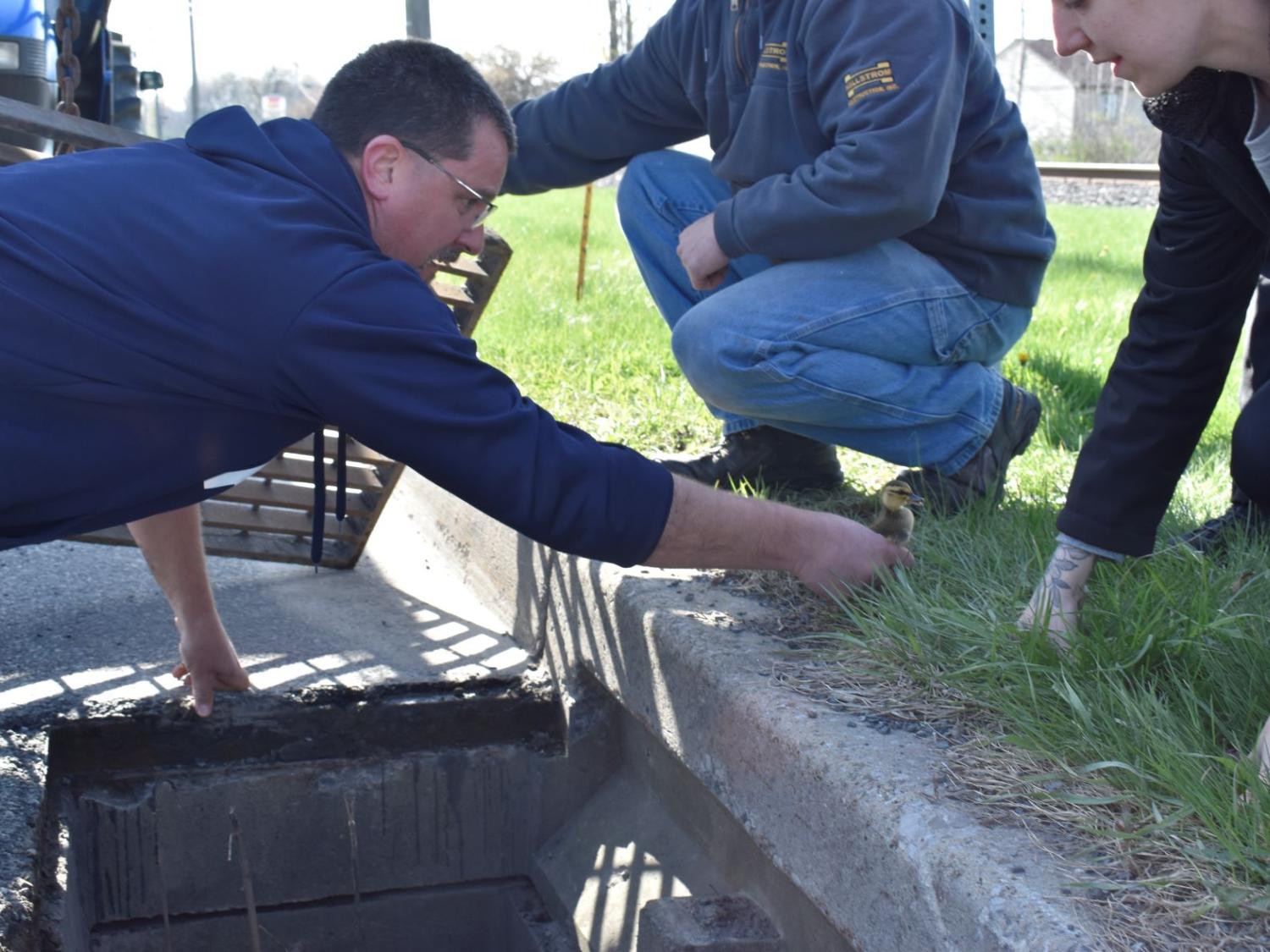 Man rescuing ducking from storm drain