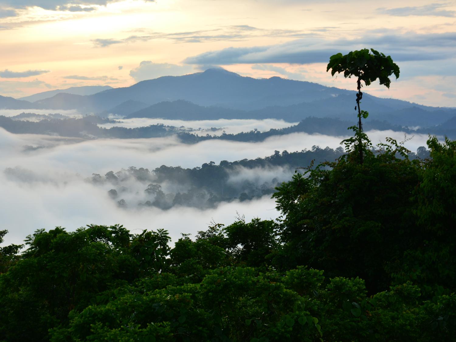 mist lays across the Borneo's rainforest