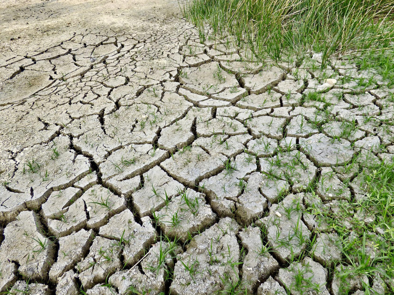 dry cracked dirt with grass