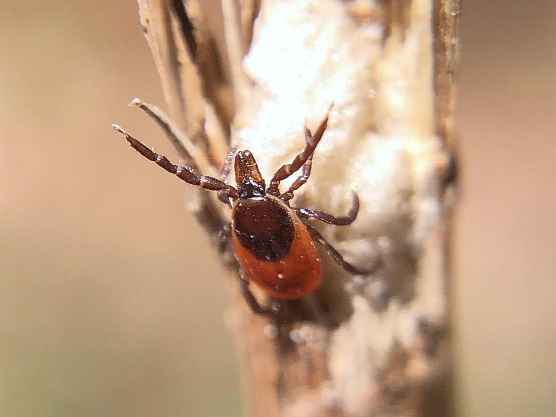 A black-legged tick "questing" to find a host