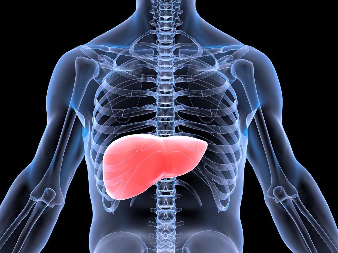 Illustration of an X-Ray 3D rendering of a liver in a human body. The liver is highlighted.