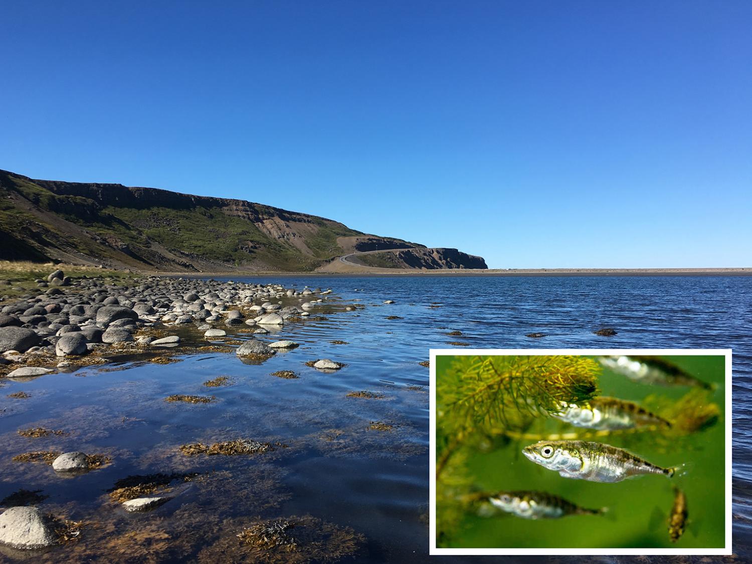 estuary, inset little fish