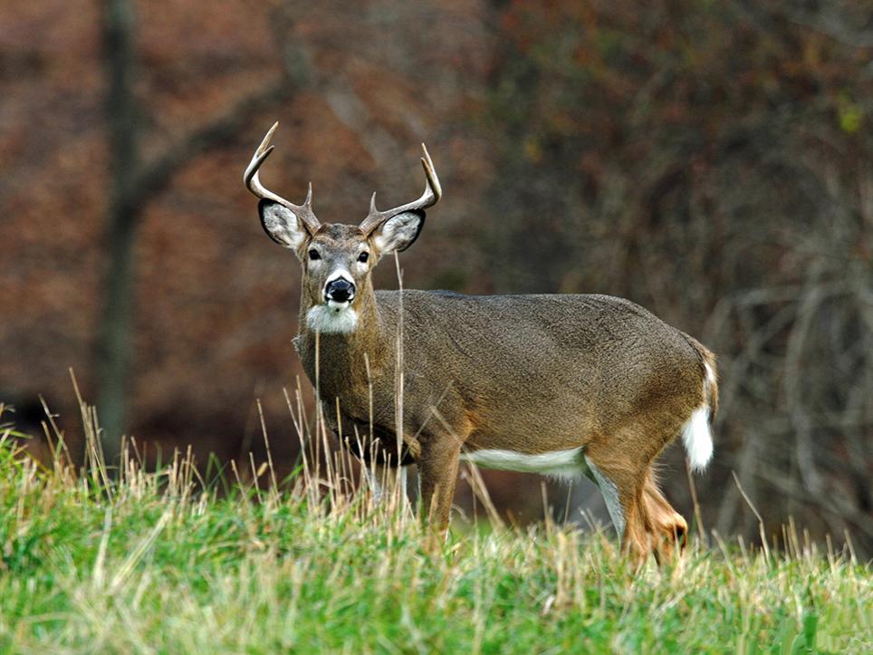 big deer in field