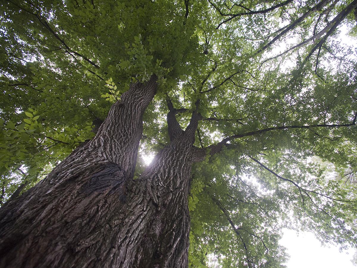 Looking up into the canopy of an elm tree at University Park from ground level