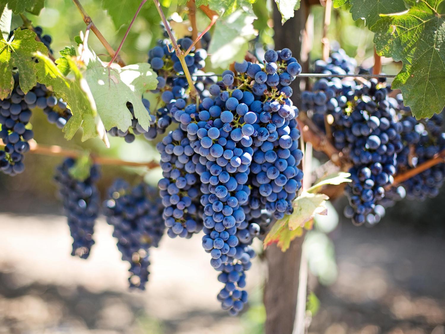 Grapes growing on a vine