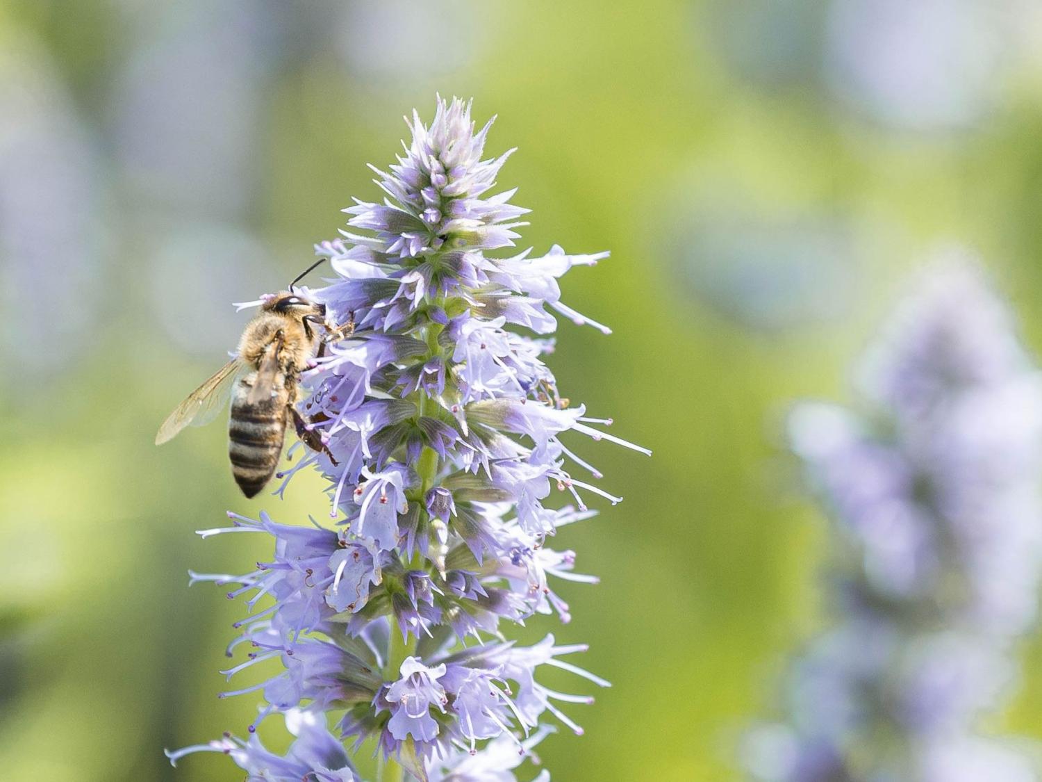 A honey bee gathers nectar on a flower