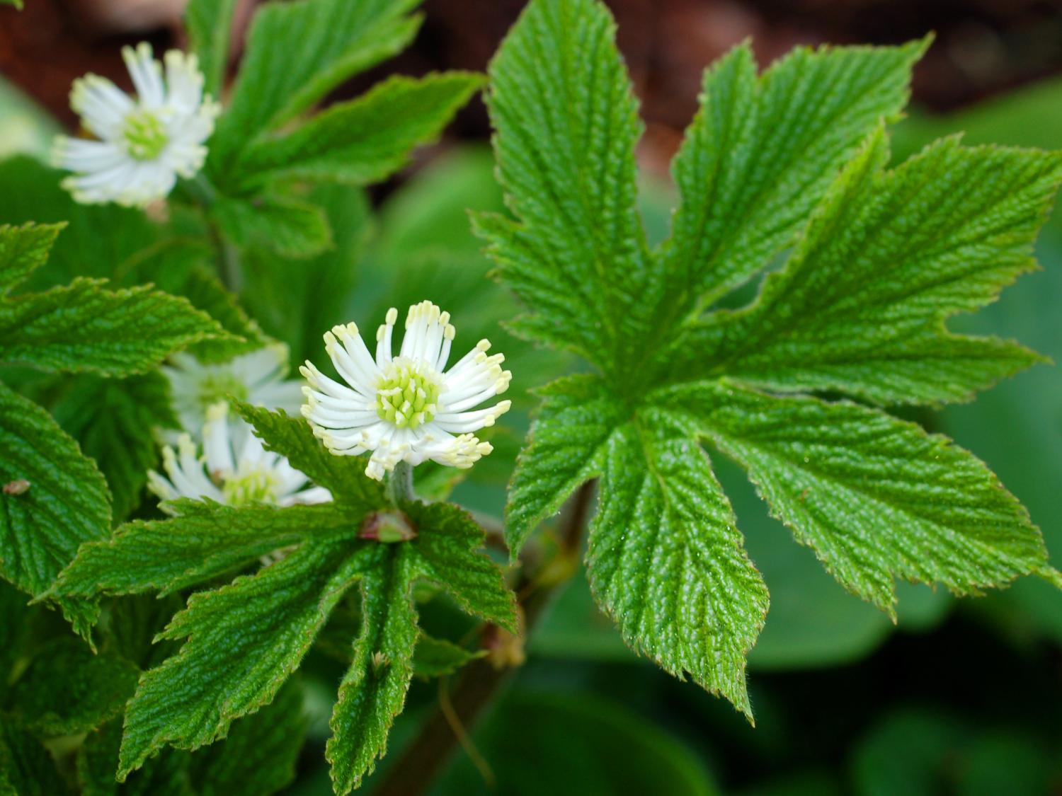 forest medicinal plant