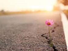 Resilient flower