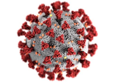 A graphic rendering of a coronavirus particle