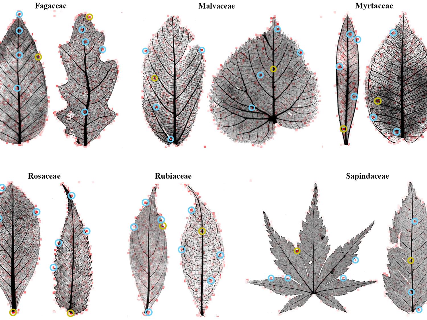 A machine learning program placed small red boxes on leaf images, indicating tiny sections the computer considered important in identifying the leaf by family group. 