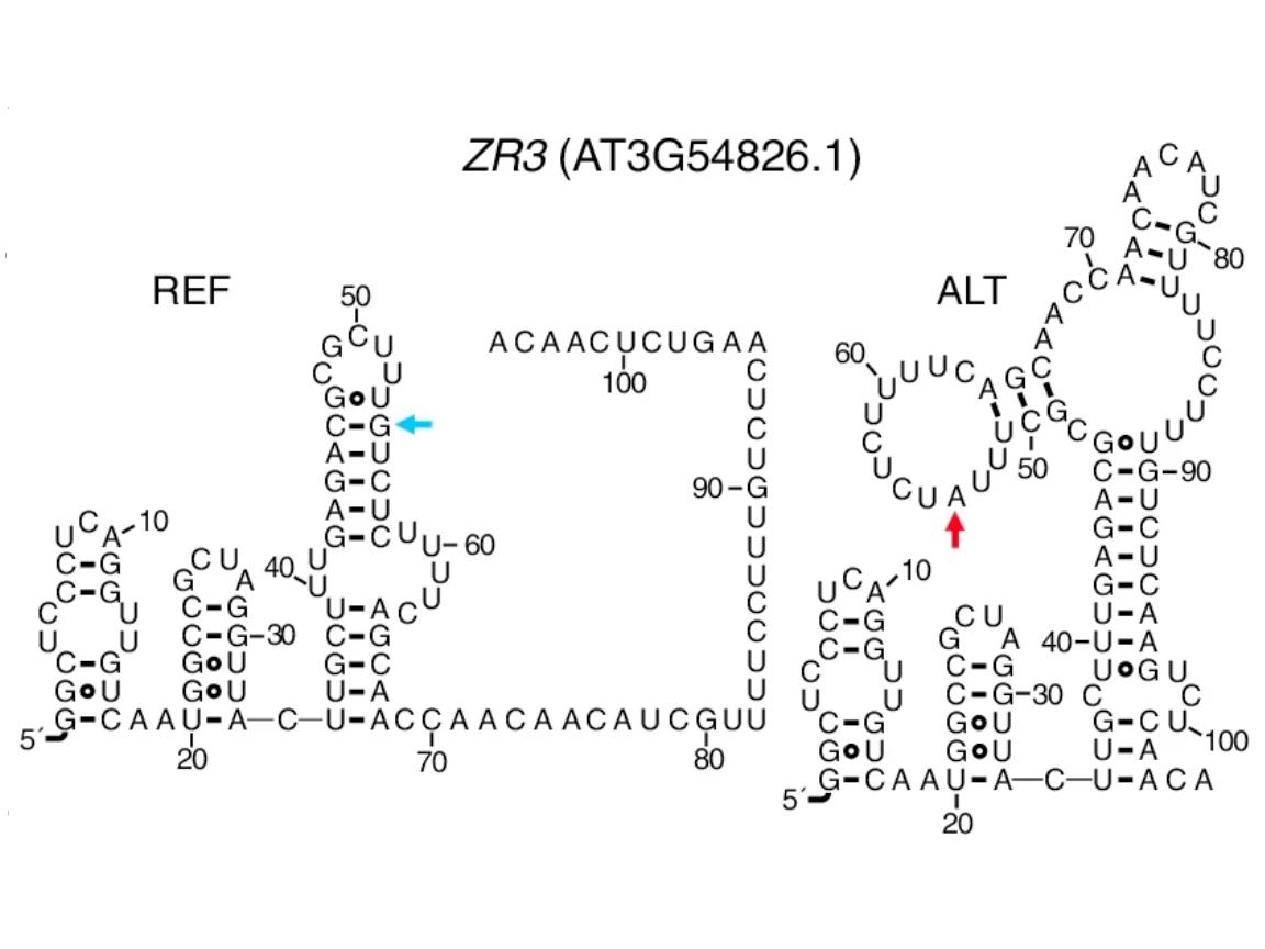 Predicted RNA structure of segment of ZR3 before and after riboSNitch