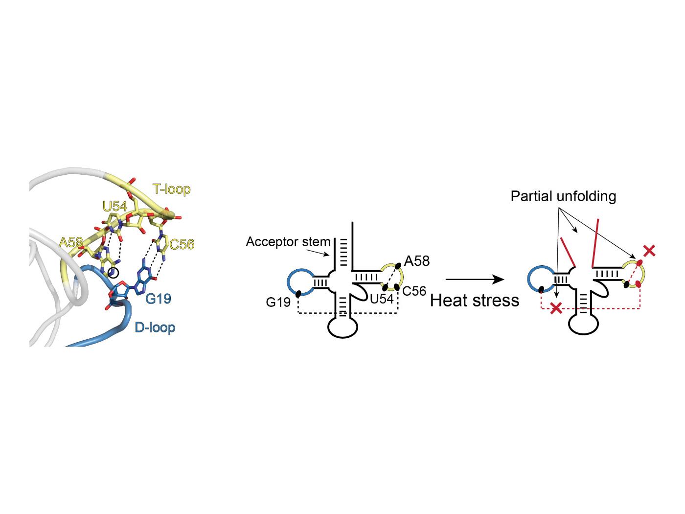 低分子RNAの構造決定(Determining the structure of small RNAs)