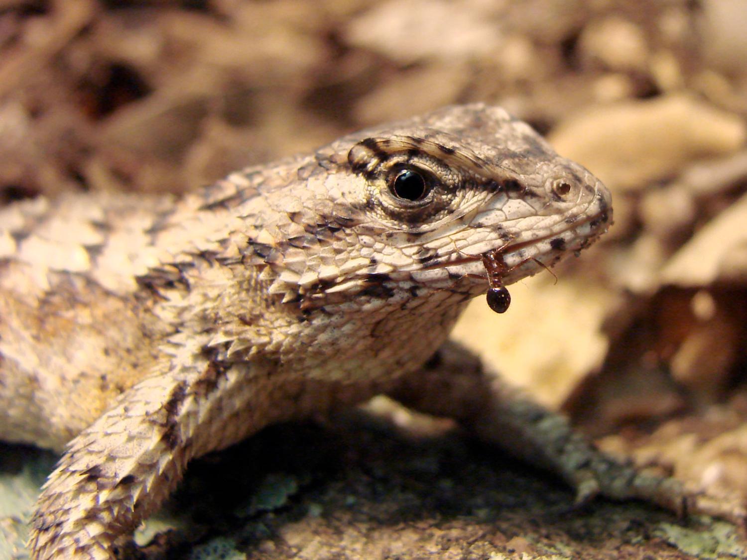 lizard in sand with ant partially in its mouth