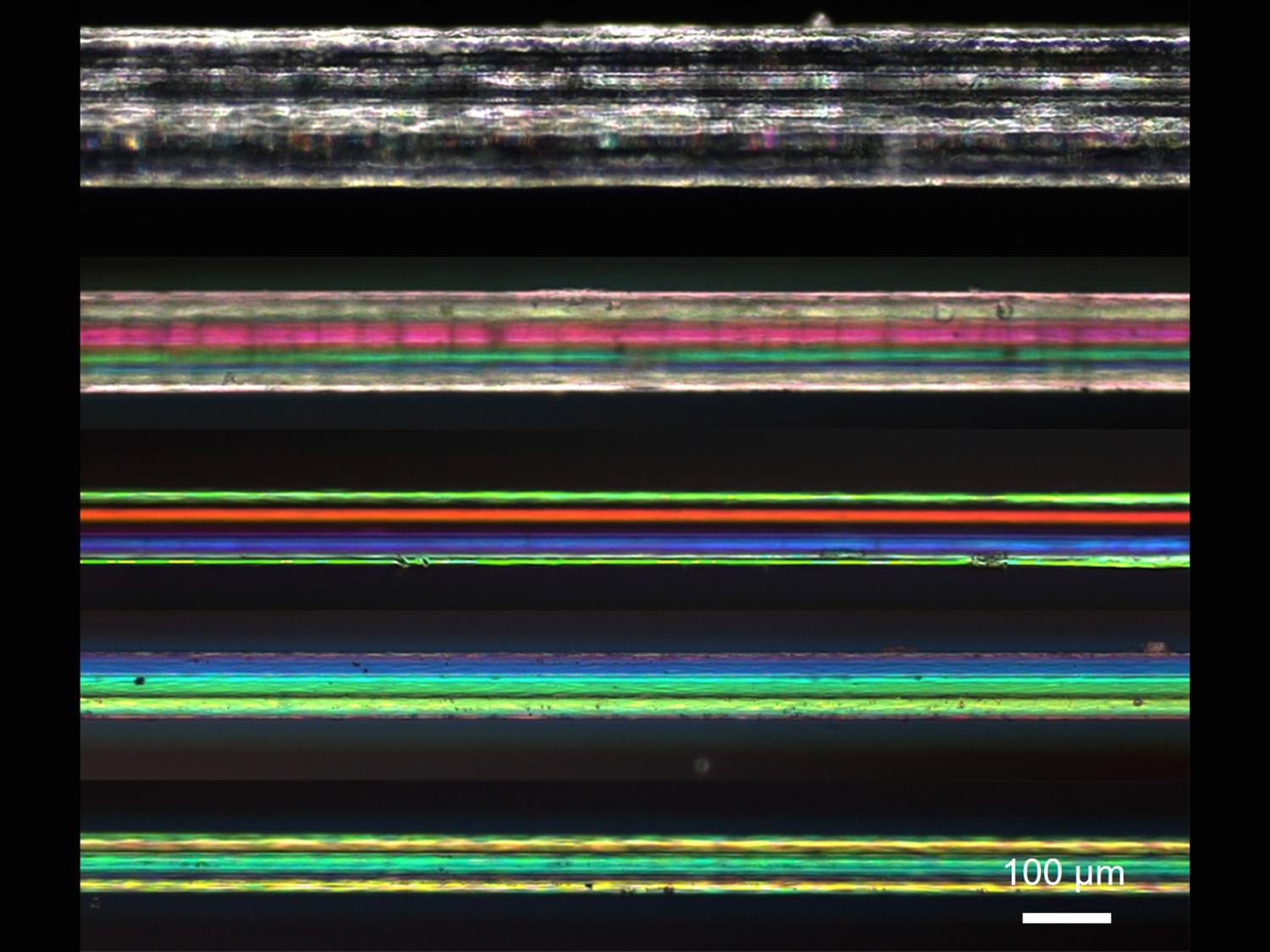 Microscopy image of hydrogel fiber stretched  
