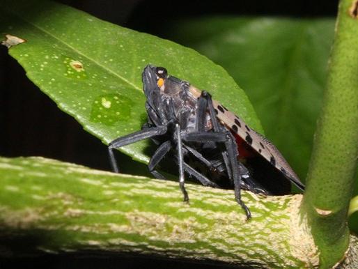 Spotted Lanternfly adult