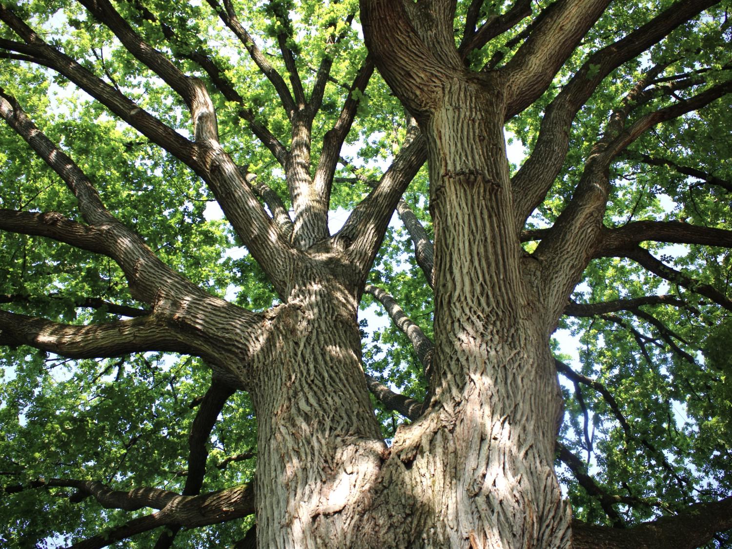 Understory of American elm tree
