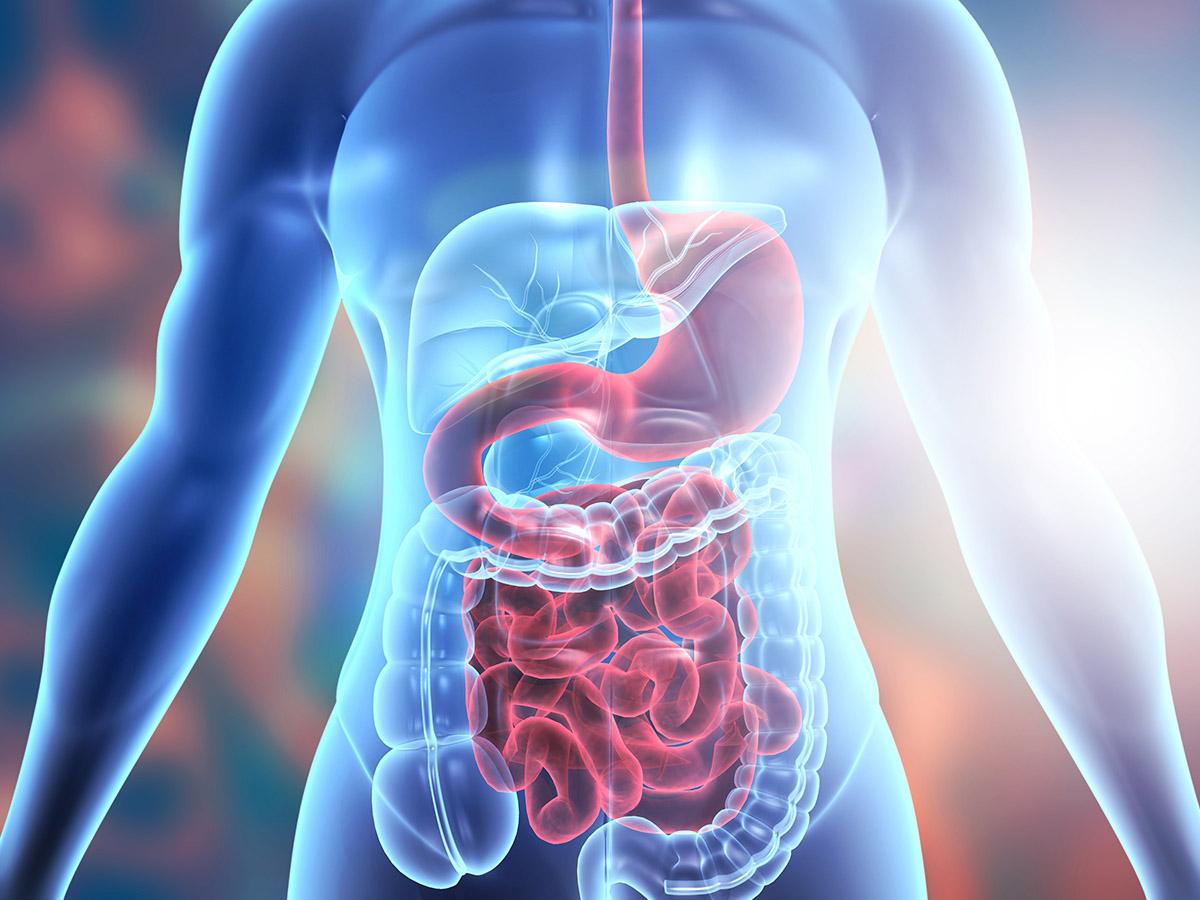 A 3-D illustration showing the human body’s digestive system