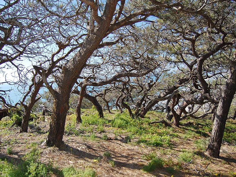 gnarled trees