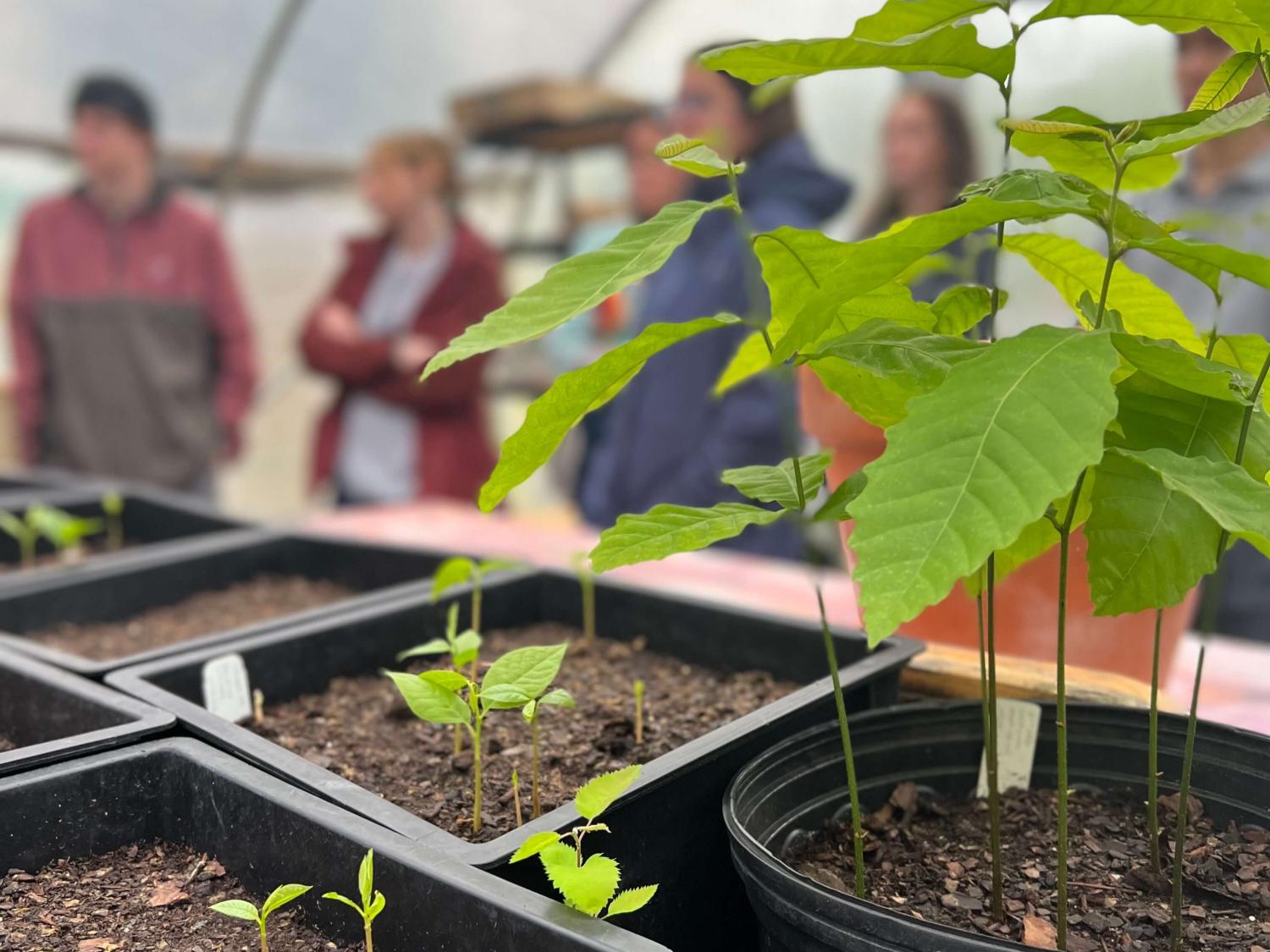 Potted sapling at Tree Pittsburgh.