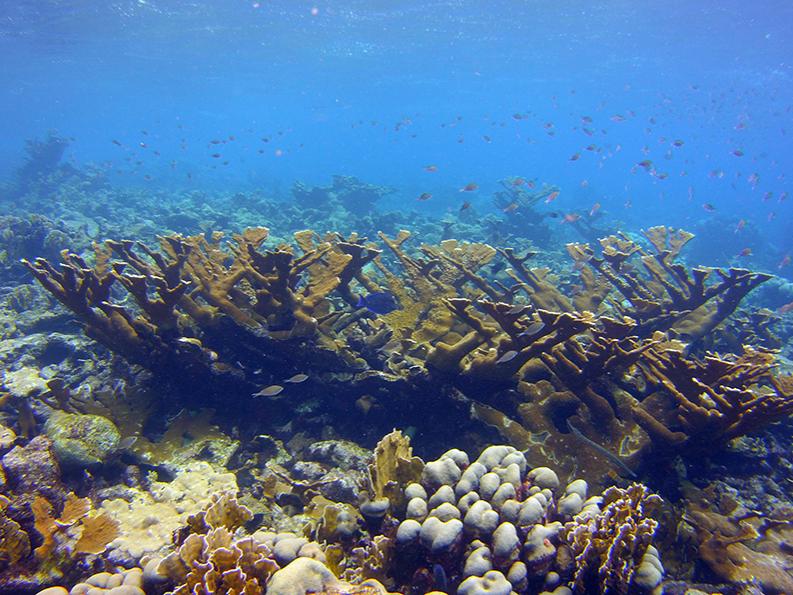 Elkhorn coral