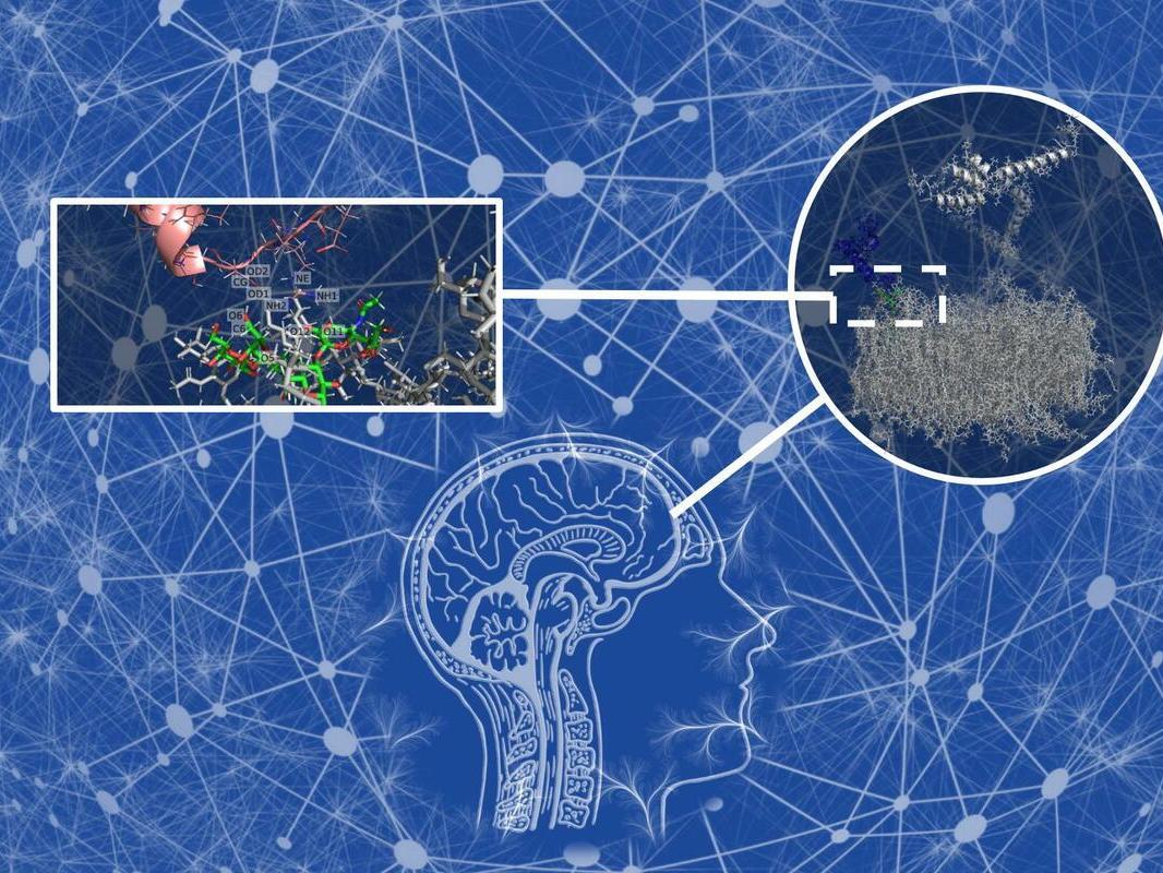 Monosialohexosylganglioside interacts with amyloid beta proteins to form toxic aggregates that can lead to the development of Alzheimer’s disease. 