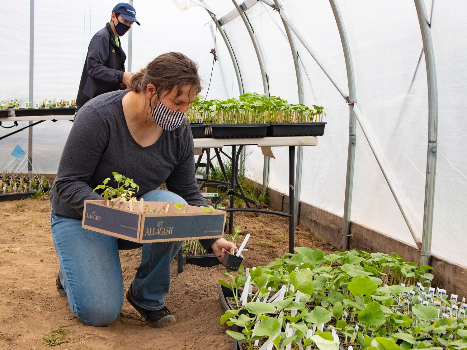 person looking through seedlings for sale