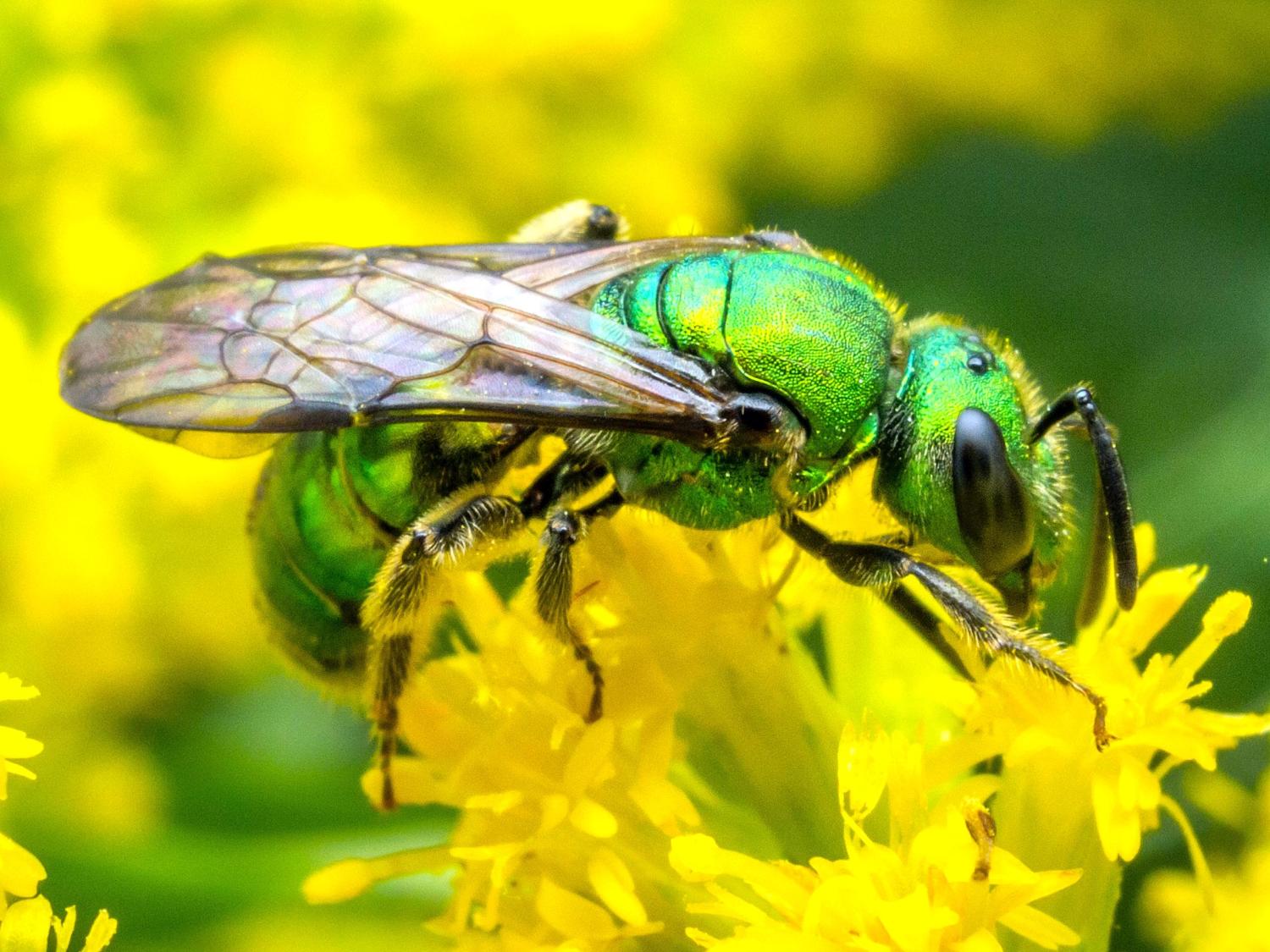 Green sweat bee (Augochlora pura) on goldenrod.jpg