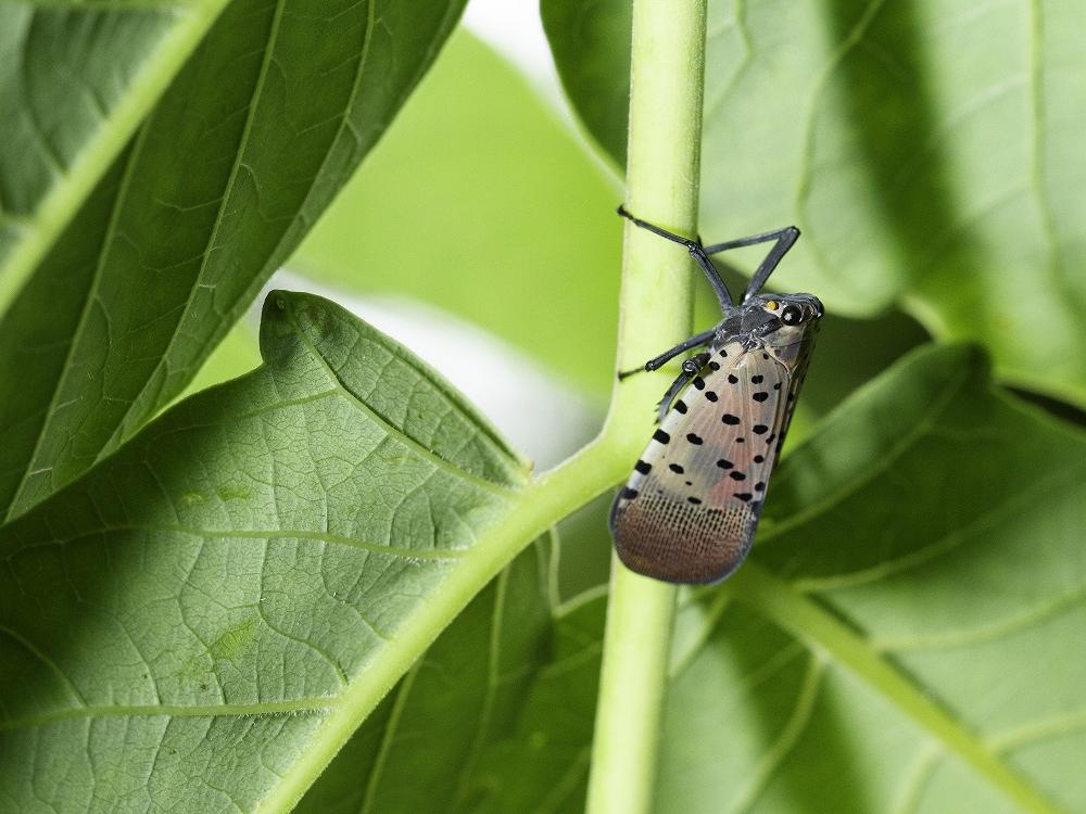 Spotted lanternfly