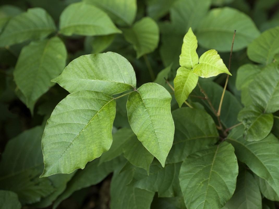 The green leaves of poison ivy are shown.