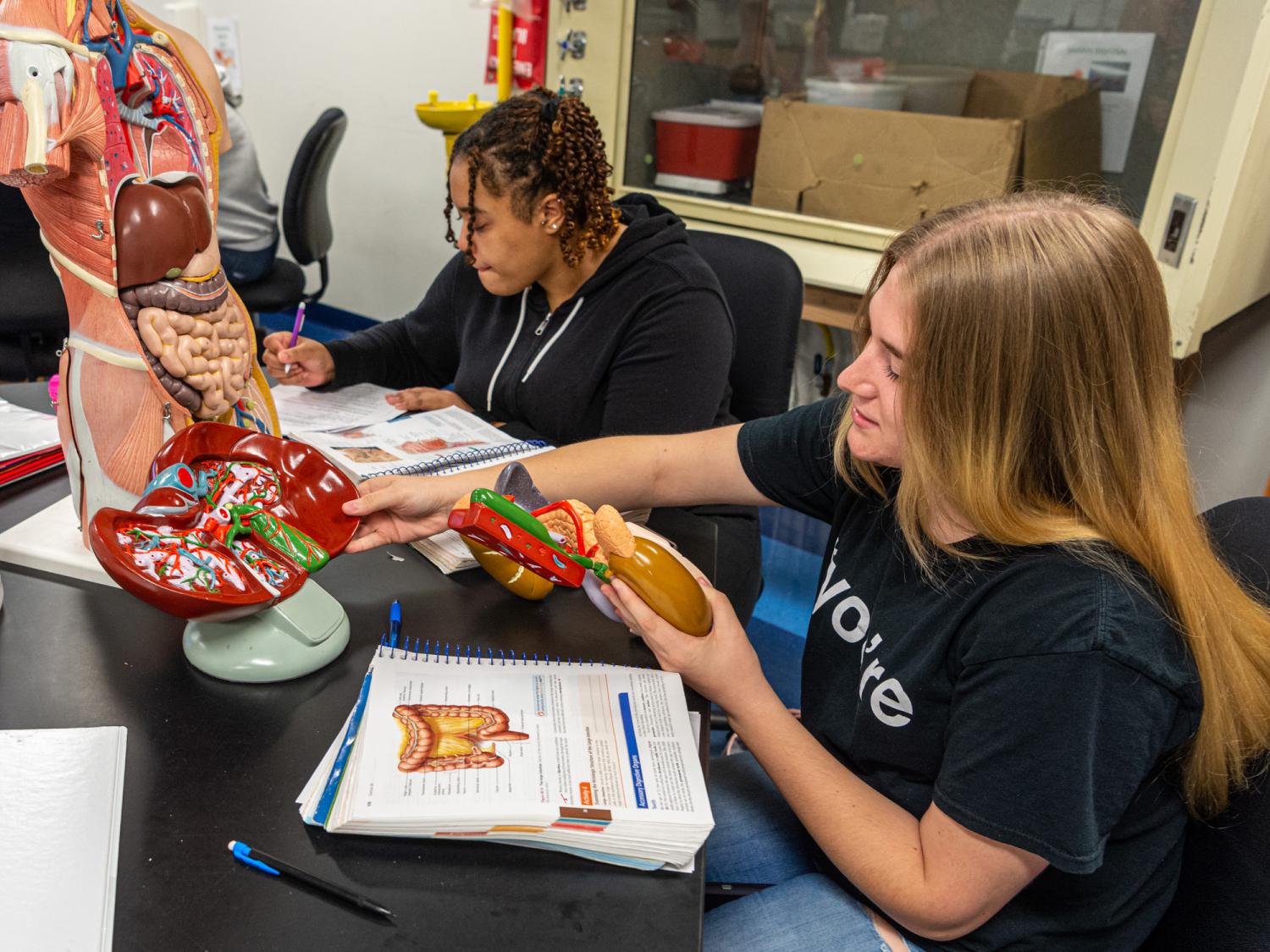 Students studying human anatomy at Penn College 